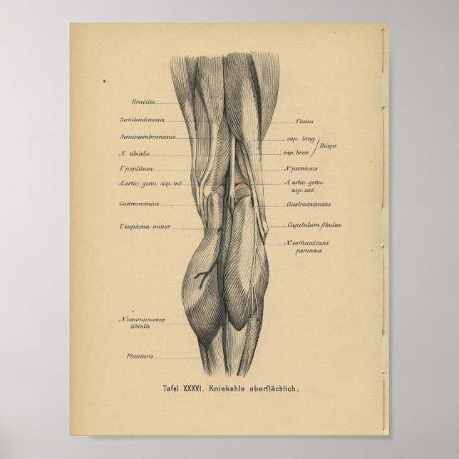 Vintage 1888 German Anatomy Print Leg Knee (Front)