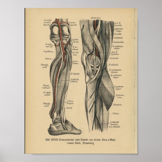 Vintage 1888 German Anatomy Print Leg Knee