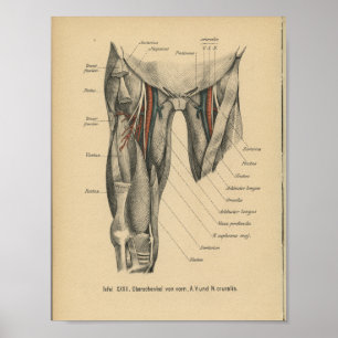 Vintage 1888 German Anatomy Print Leg Muscles