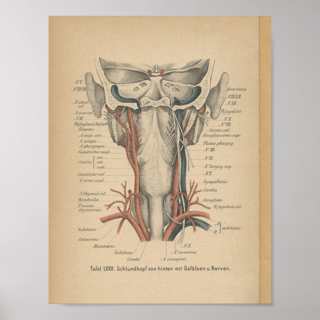 Vintage 1888 German Anatomy Print Neck (Front)