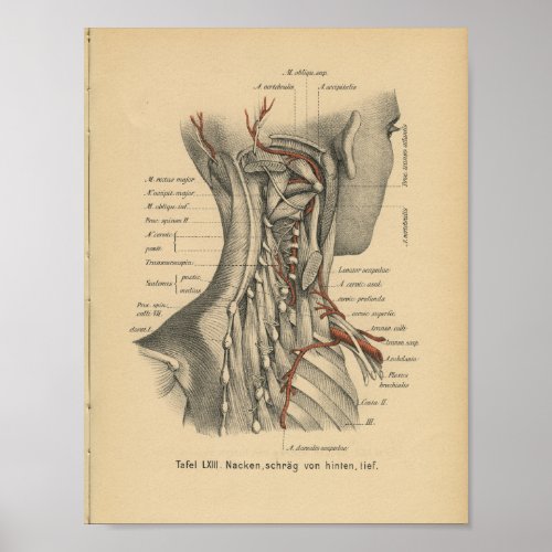 Vintage 1888 German Anatomy Print Neck Muscles