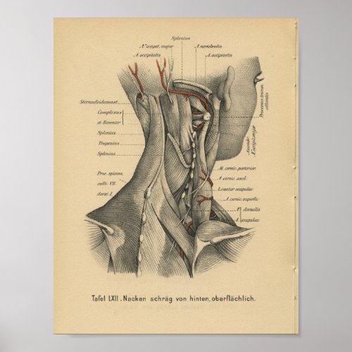 Vintage 1888 German Anatomy Print Neck Muscles