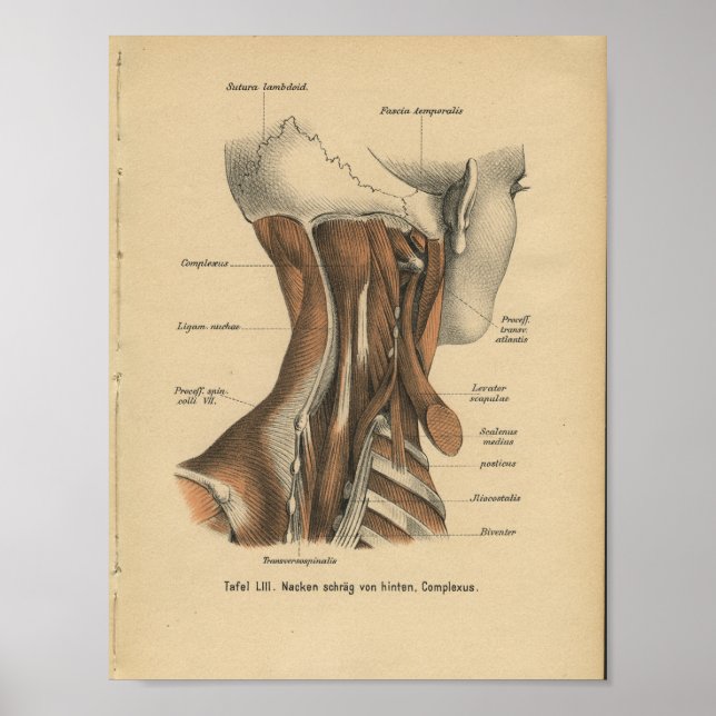 Vintage 1888 German Anatomy Print Neck Muscles (Front)