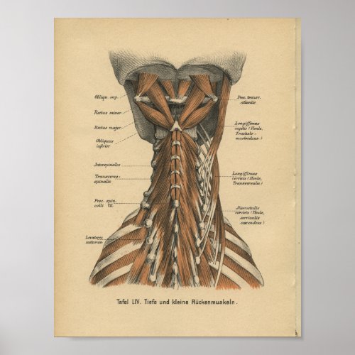 Vintage 1888 German Anatomy Print Neck Muscles