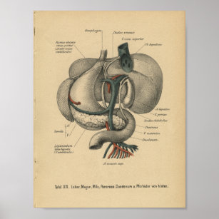 Vintage 1888 German Anatomy Print Organs