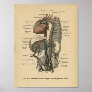 Vintage 1888 German Anatomy Print Organs