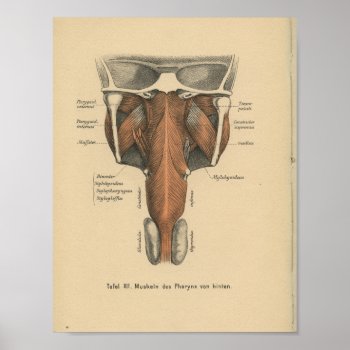 Vintage 1888 German Anatomy Print Pharynx by AcupunctureProducts at Zazzle