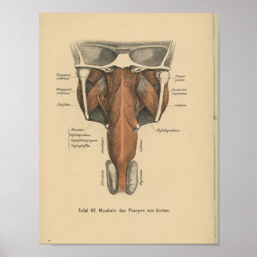 Vintage 1888 German Anatomy Print Pharynx