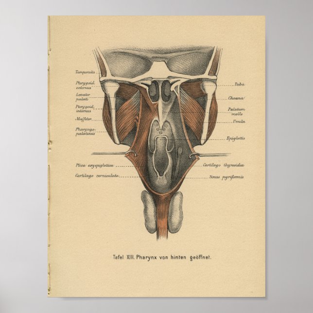 Vintage 1888 German Anatomy Print Pharynx (Front)