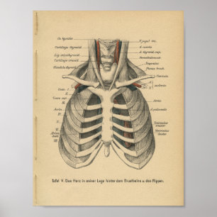 Vintage 1888 German Anatomy Print Rib Cage