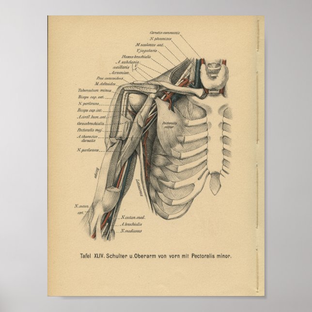 Vintage 1888 German Anatomy Print Shoulder Arm (Front)