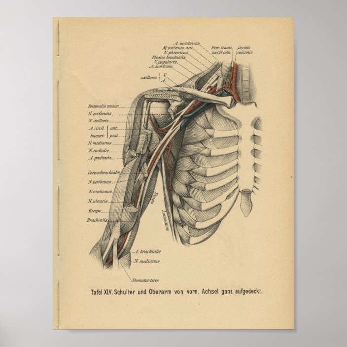 Vintage 1888 German Anatomy Print Shoulder Arm Zazzle Com