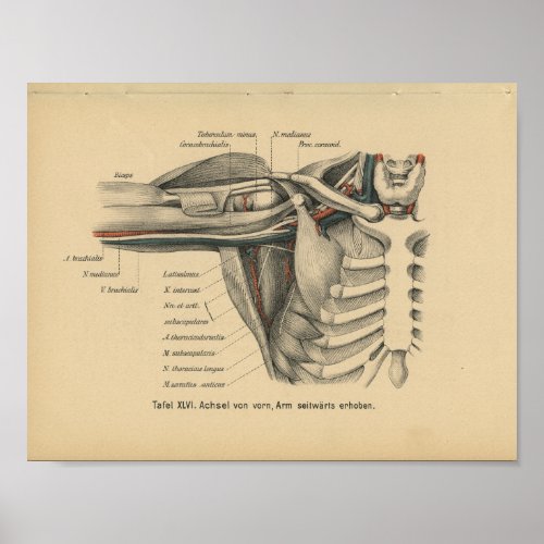 Vintage 1888 German Anatomy Print Shoulder Arm