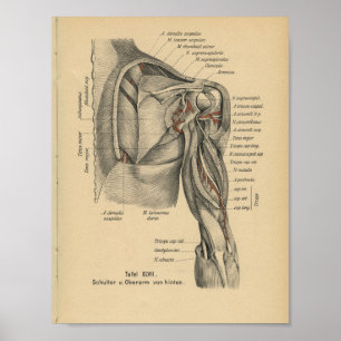 Vintage 1888 German Anatomy Print Shoulder Arm