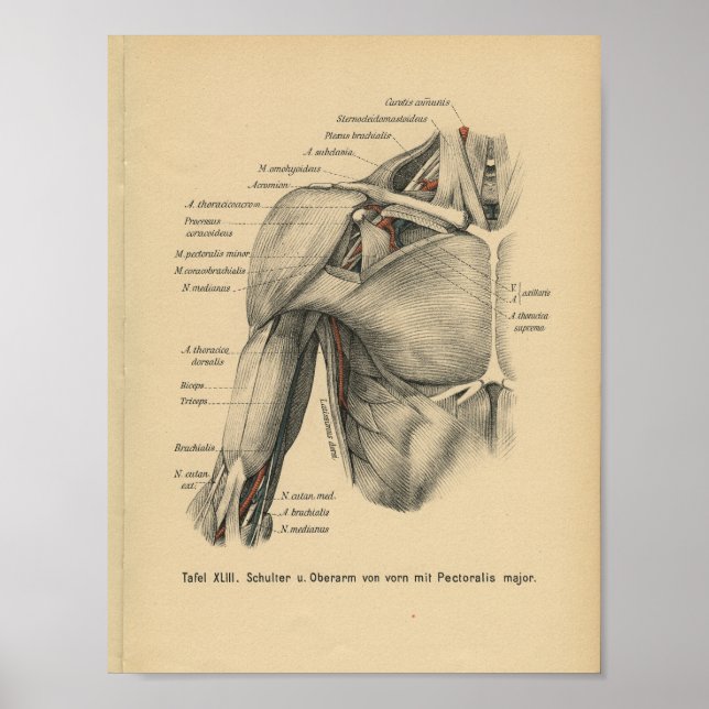 Vintage 1888 German Anatomy Print Shoulder Arm (Front)