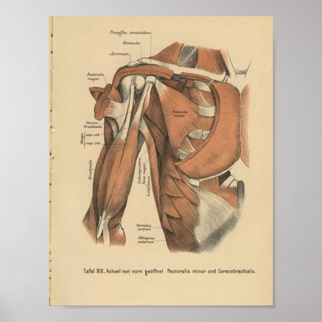 Vintage 1888 German Anatomy Print Shoulder Muscles (Front)