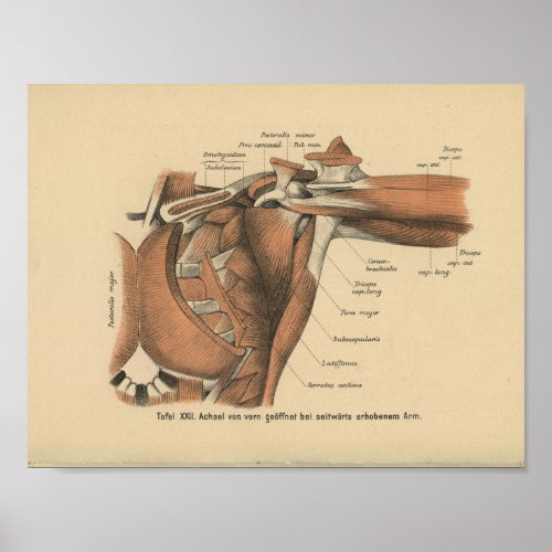 Vintage 1888 German Anatomy Print Shoulder Muscles
