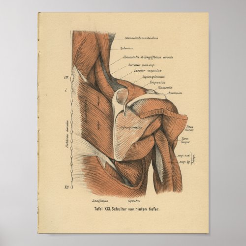 Vintage 1888 German Anatomy Print Shoulder Muscles