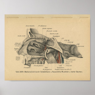 Vintage 1888 German Anatomy Print Sinuses
