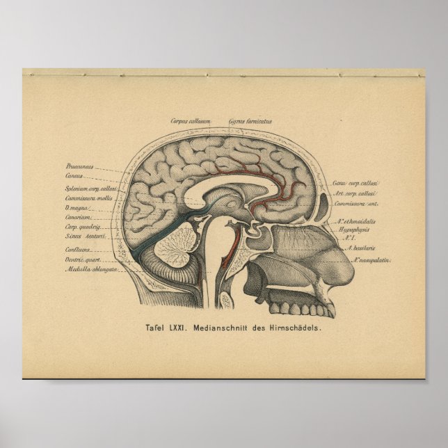Vintage 1888 German Anatomy Print Skull Brain (Front)