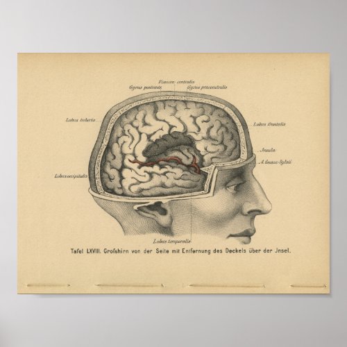 Vintage 1888 German Anatomy Print Skull Brain