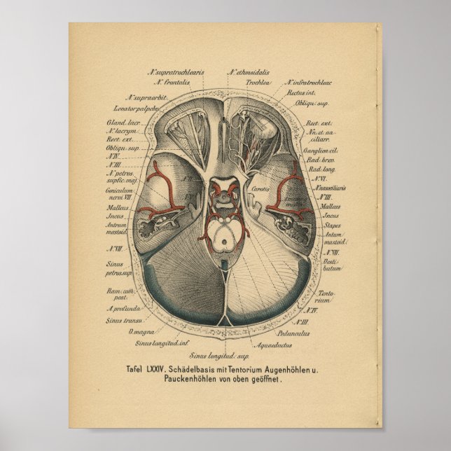 Vintage 1888 German Anatomy Print Skull Eyes (Front)