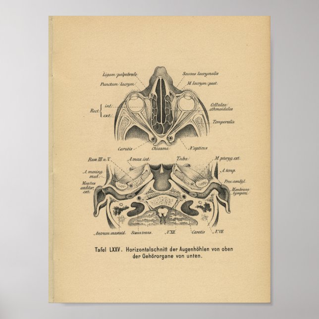 Vintage 1888 German Anatomy Print Skull Eyes (Front)