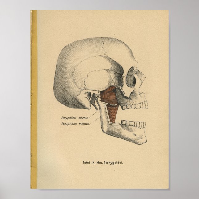Vintage 1888 German Anatomy Print Skull Muscles (Front)