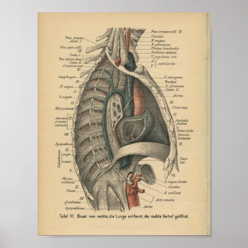 Vintage 1888 German Anatomy Print Thoracic