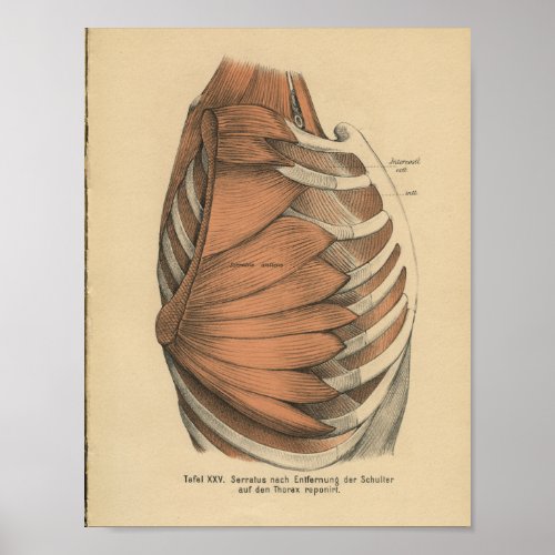 Vintage 1888 German Anatomy Print Thorax Muscles