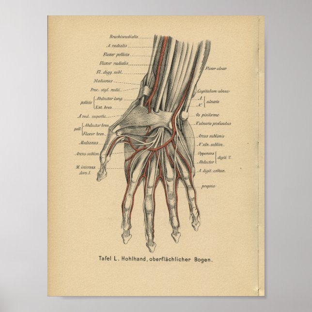 Vintage 1888 German Anatomy Print Wrist Hand (Front)