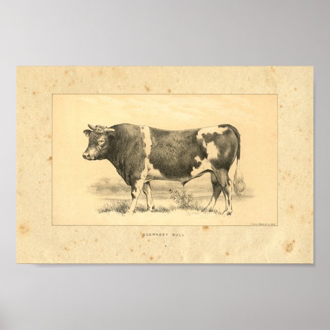 Vintage 1888 Guernsey Bull Print (Front)