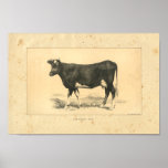 Vintage Cows Poster | Zazzle