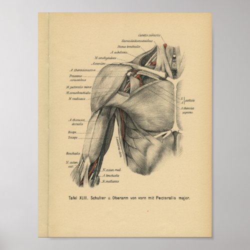 Vintage 1888 Human Anatomy Print Shoulder Arm