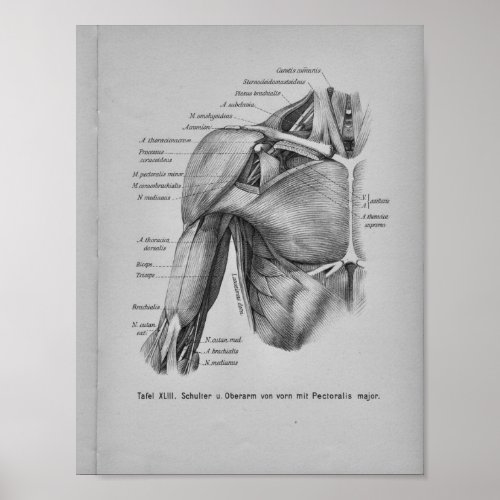 Vintage 1888 Human Anatomy Print Shoulder Arm