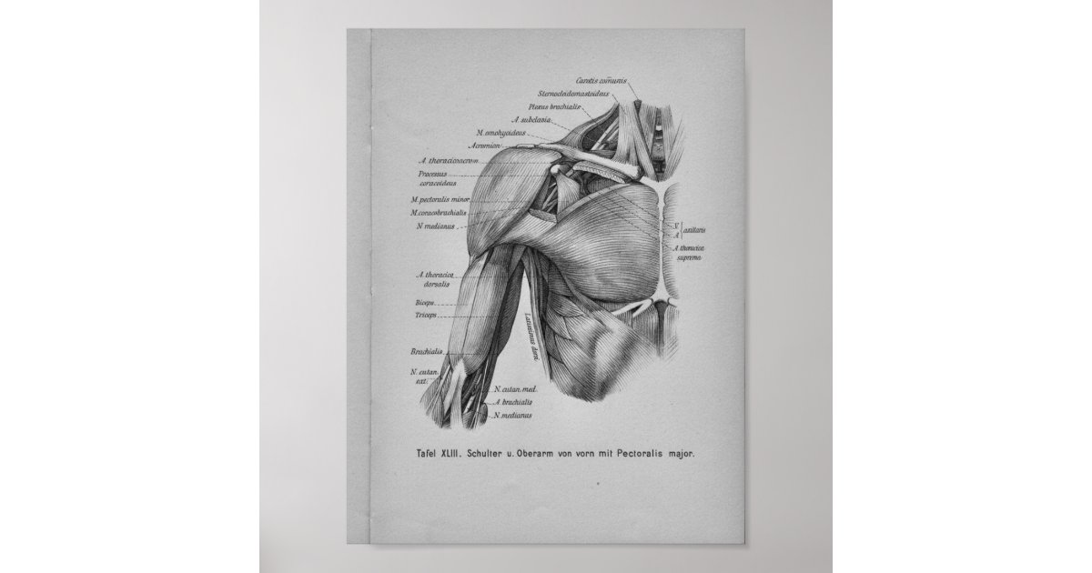 Vintage 1888 Human Anatomy Print Shoulder Arm Zazzle Com