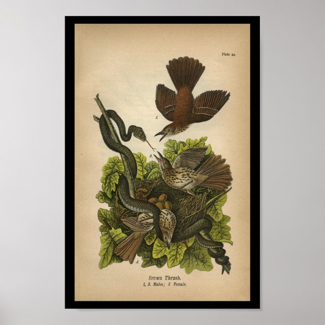 Vintage 1890 Bird Print Brown Thrush (Front)