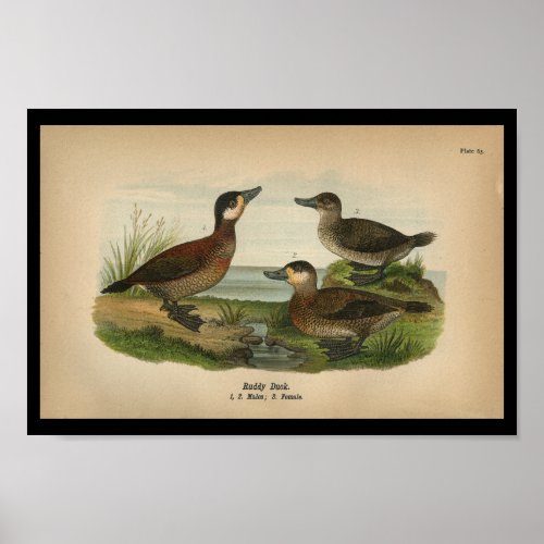 Vintage 1890 Bird Print Ruddy Duck