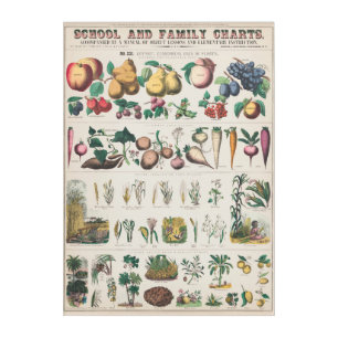 Vintage 1890 School Botanical Education Chart Acrylic Print