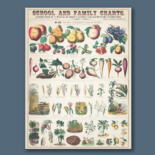 Vintage 1890 School Botanical Education Chart Photo Print