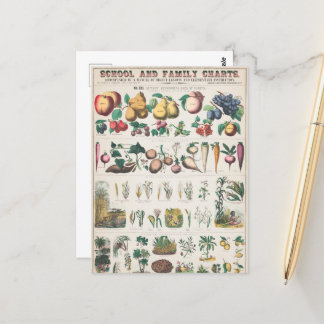 Vintage 1890 School Botanical Education Chart Postcard