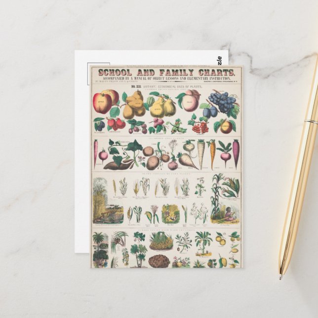 Vintage 1890 School Botanical Education Chart Postcard (Front/Back In Situ)