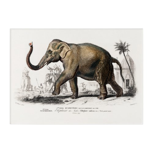 Vintage 1892 Asiatic Elephant Illustration Acrylic Print