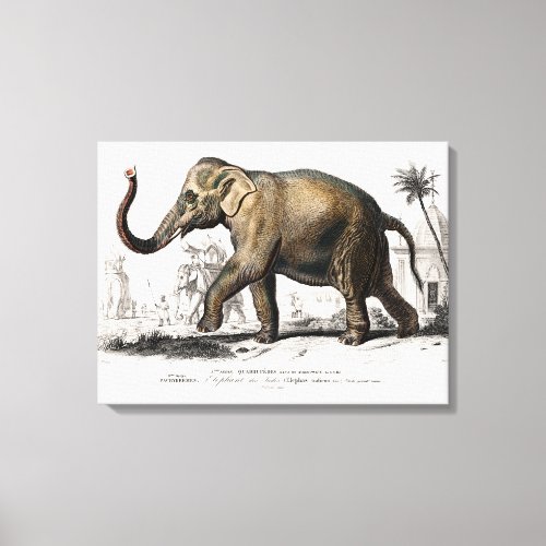 Vintage 1892 Asiatic Elephant Illustration Canvas Print
