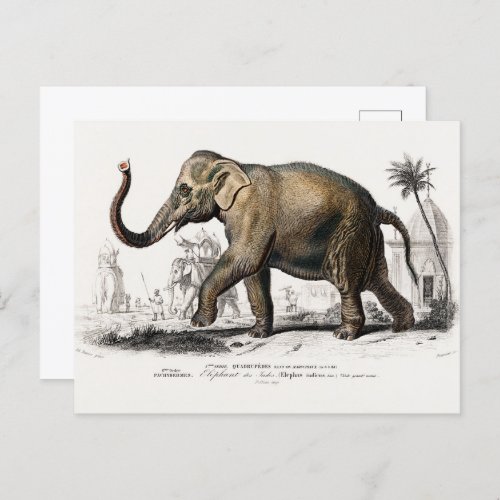 Vintage 1892 Asiatic Elephant Illustration Postcard