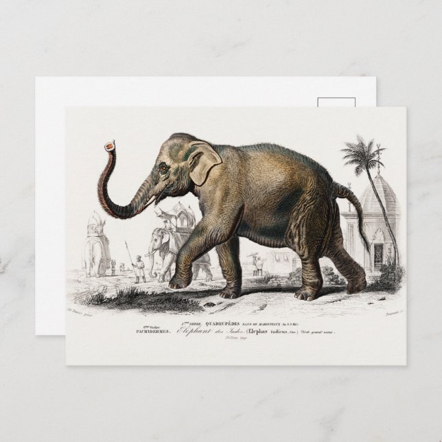 Vintage 1892 Asiatic Elephant Illustration Postcard (Front/Back)