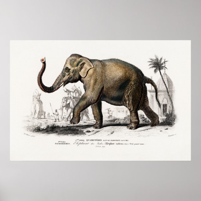 Vintage 1892 Asiatic Elephant Illustration Poster (Front)