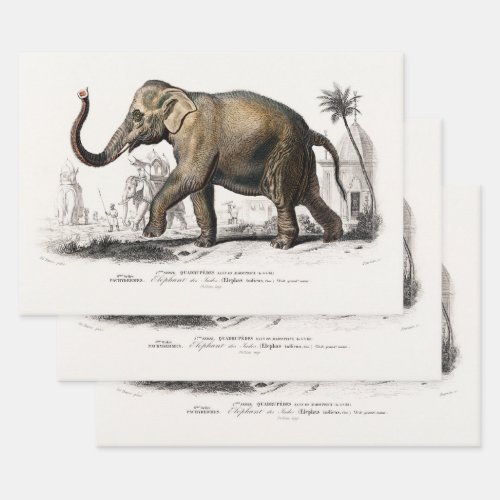Vintage 1892 Asiatic Elephant Illustration Wrapping Paper Sheets