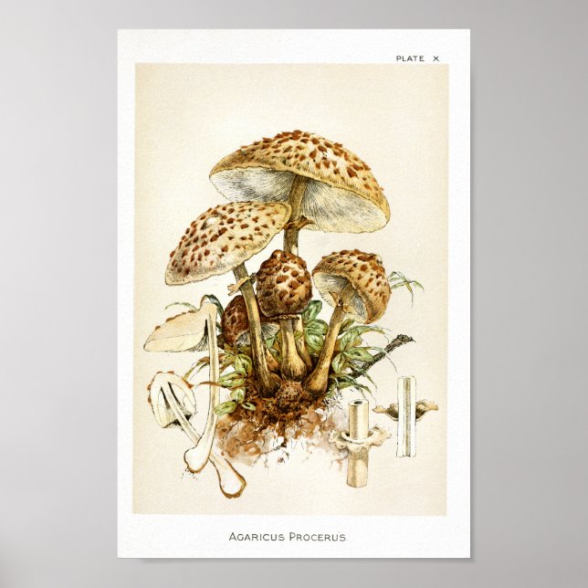 Vintage 1895 Mushrooms Brown Cap Art Print (Front)