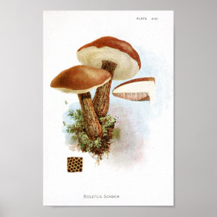 Vintage 1895 Mushrooms Brown Cap Art Print